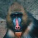 Monkeygg2