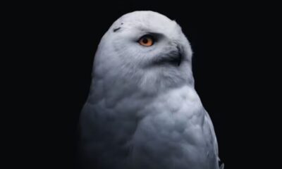 Wincompanion