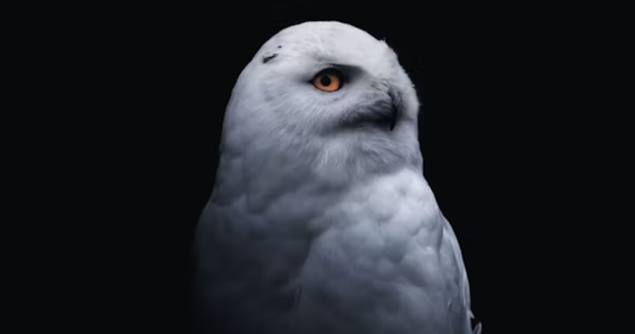 Wincompanion