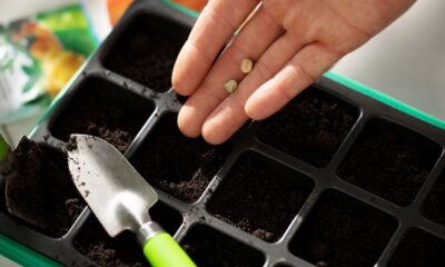 Germinatoire