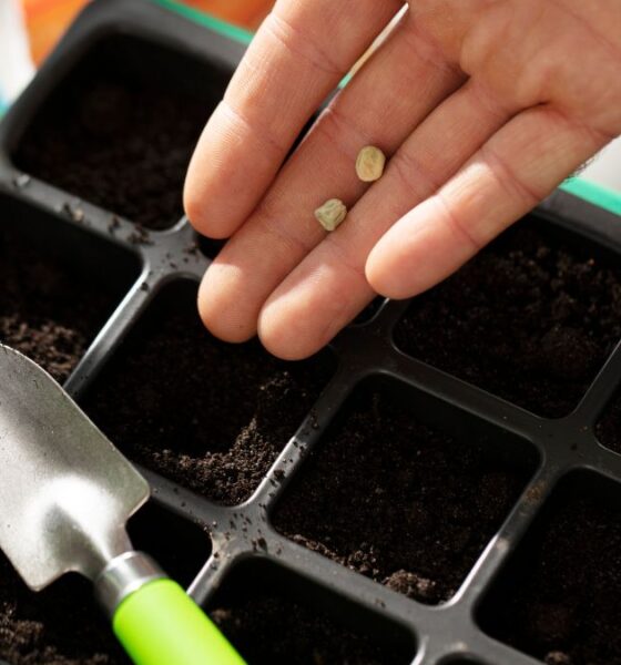 Germinatoire