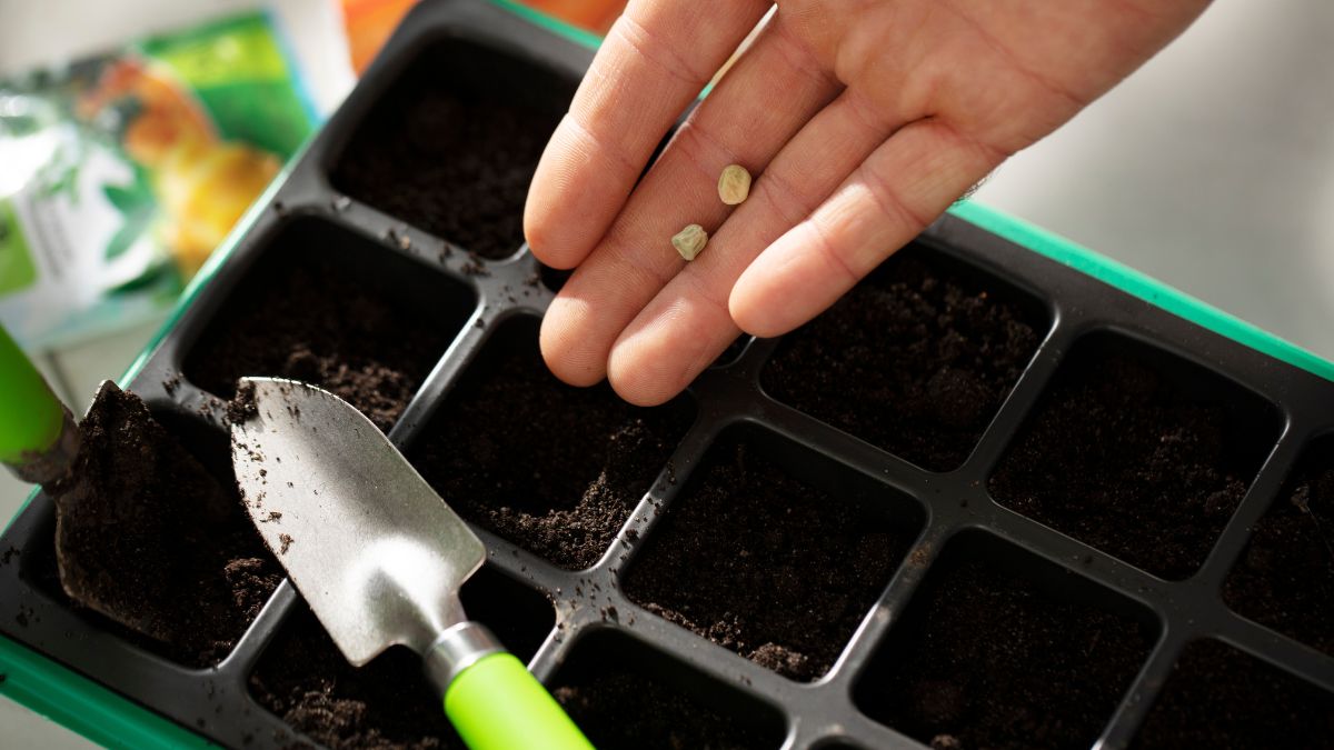 Germinatoire